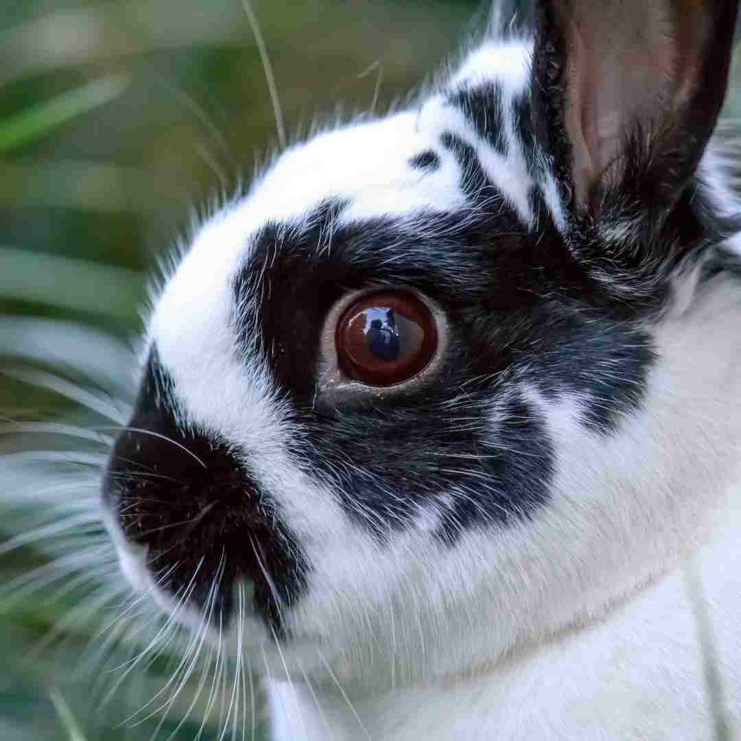what rabbit breeds have blue eyes