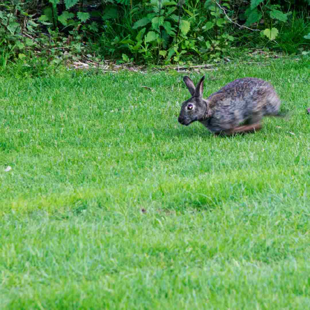 is it rabbit season in kentucky