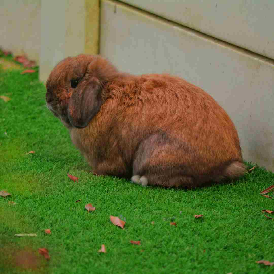 what rabbit breed sheds the least