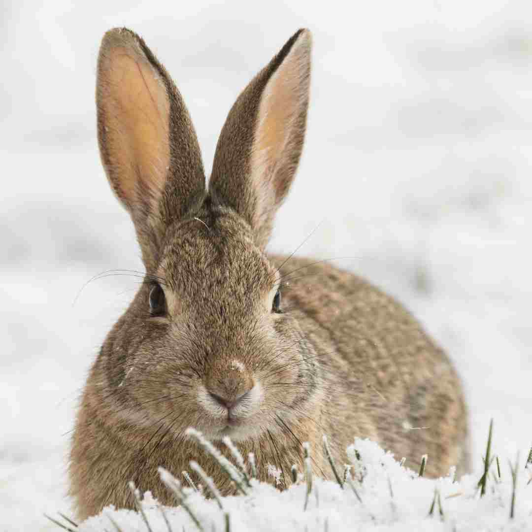 is rabbit good for banana