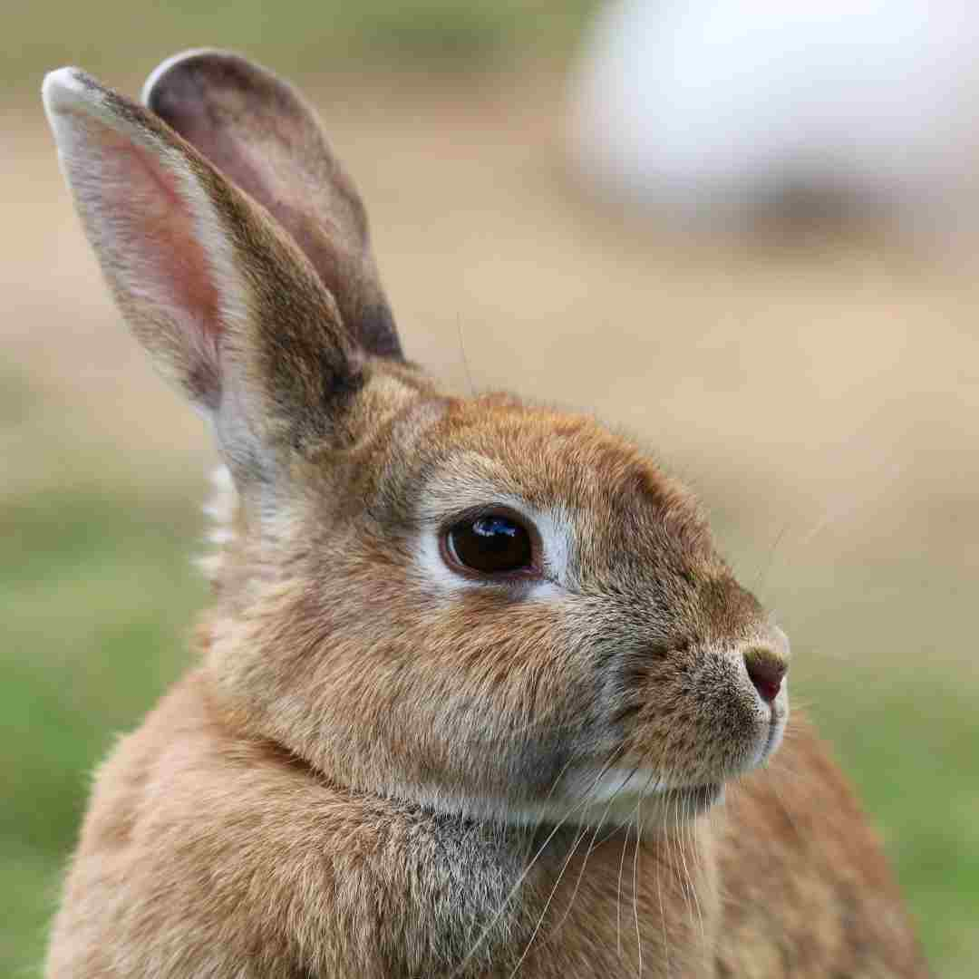 how often to cut rabbit nails