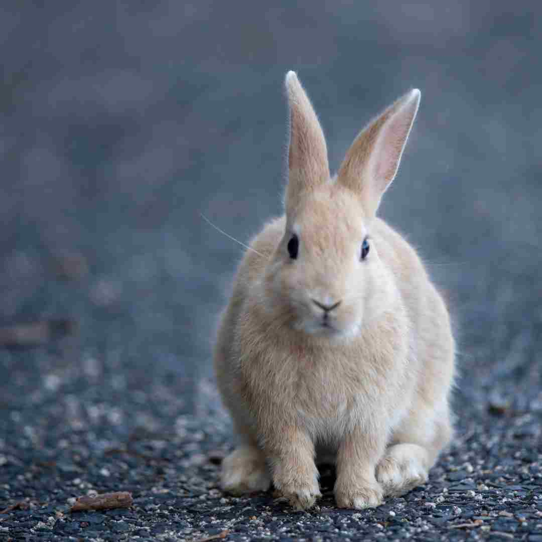 does rabbit scram work for squirrels