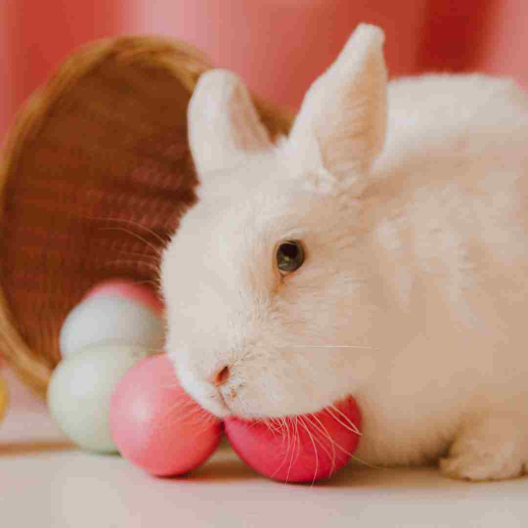 who makes bunny bread