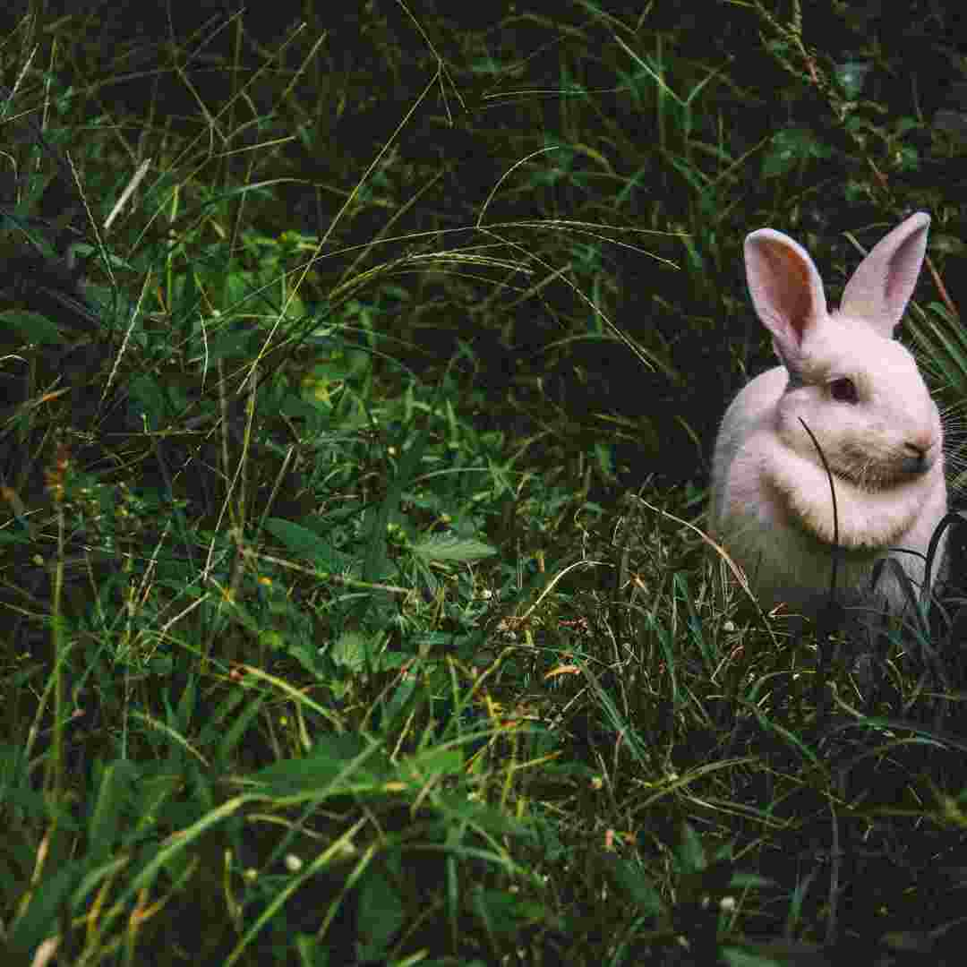 how to tell if rabbits are dead