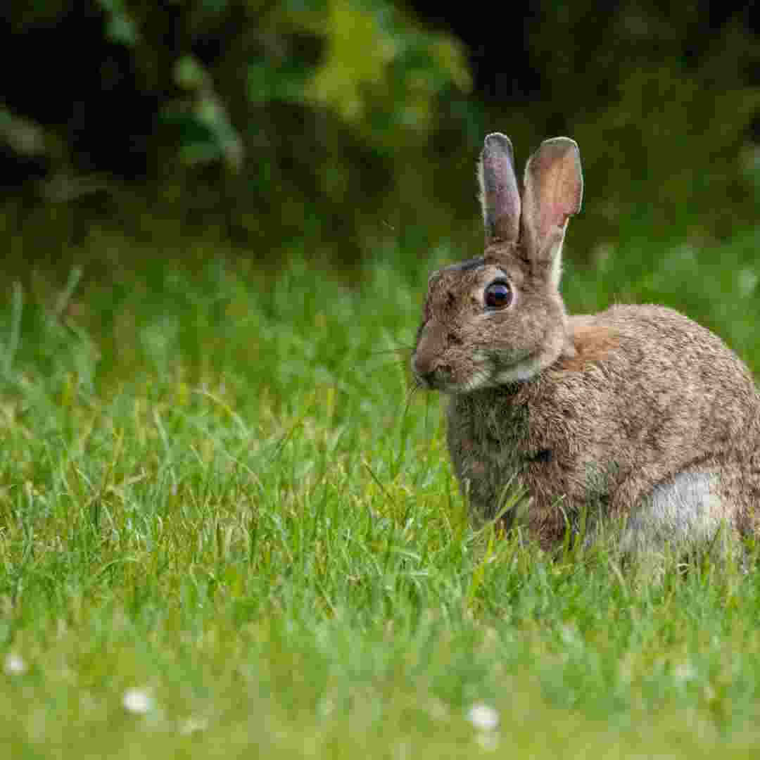 what happens when a rabbit gives birth