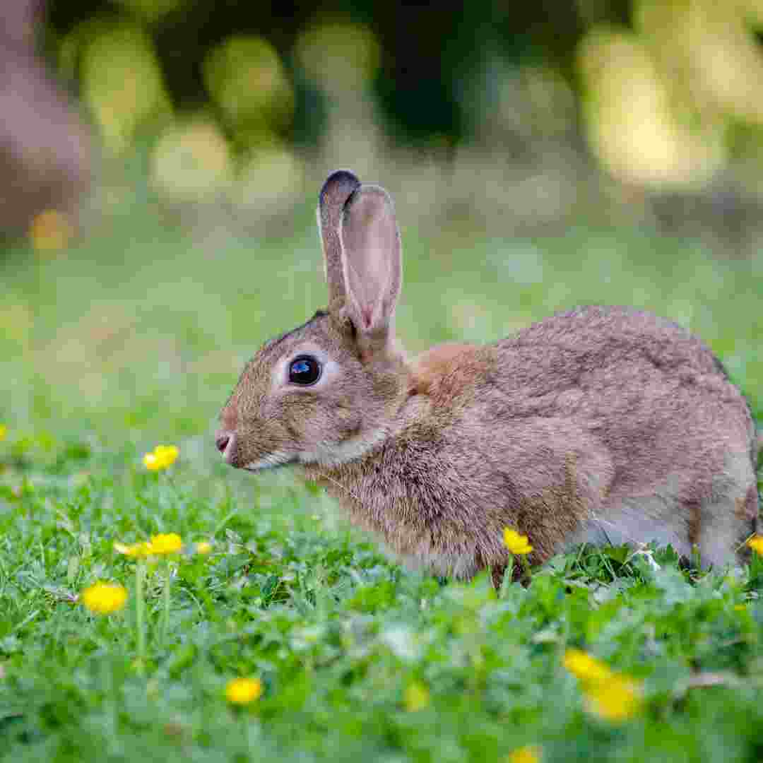 what happens when a rabbit gets wet