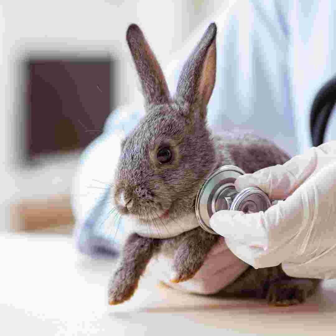 what to do if rabbits nail is bleeding