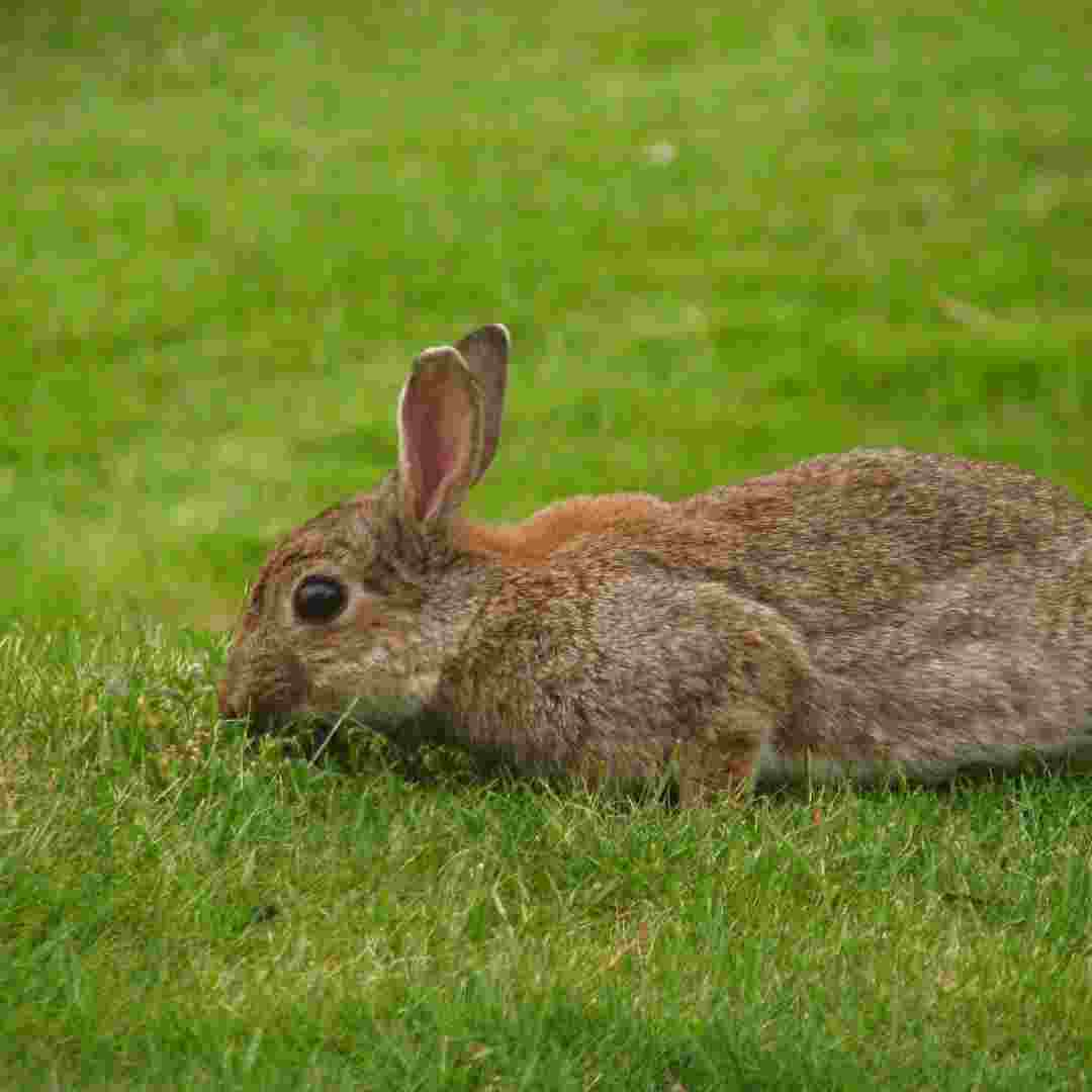 how to make a rabbit snare