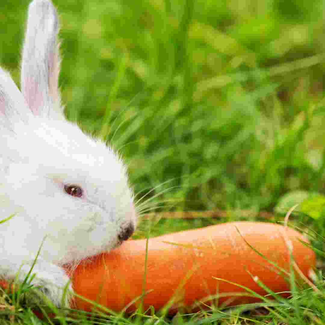 is rabbits good for carrots