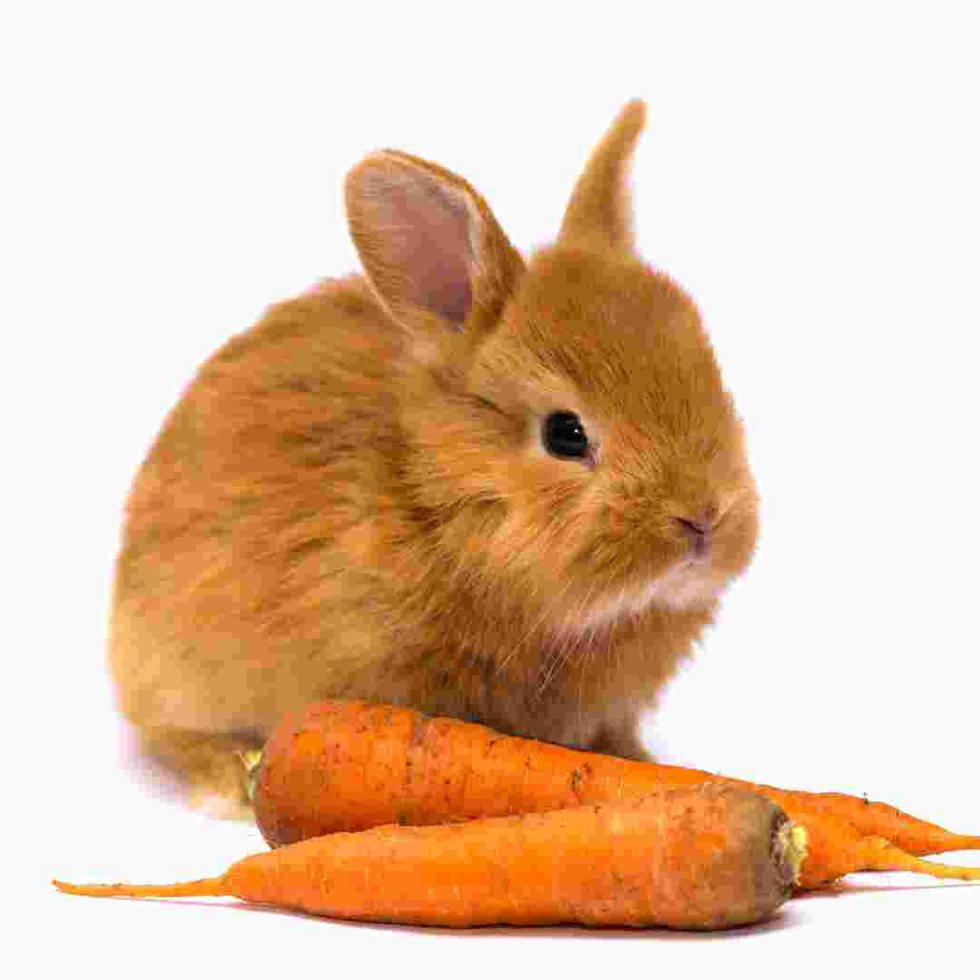 is rabbits good for carrots