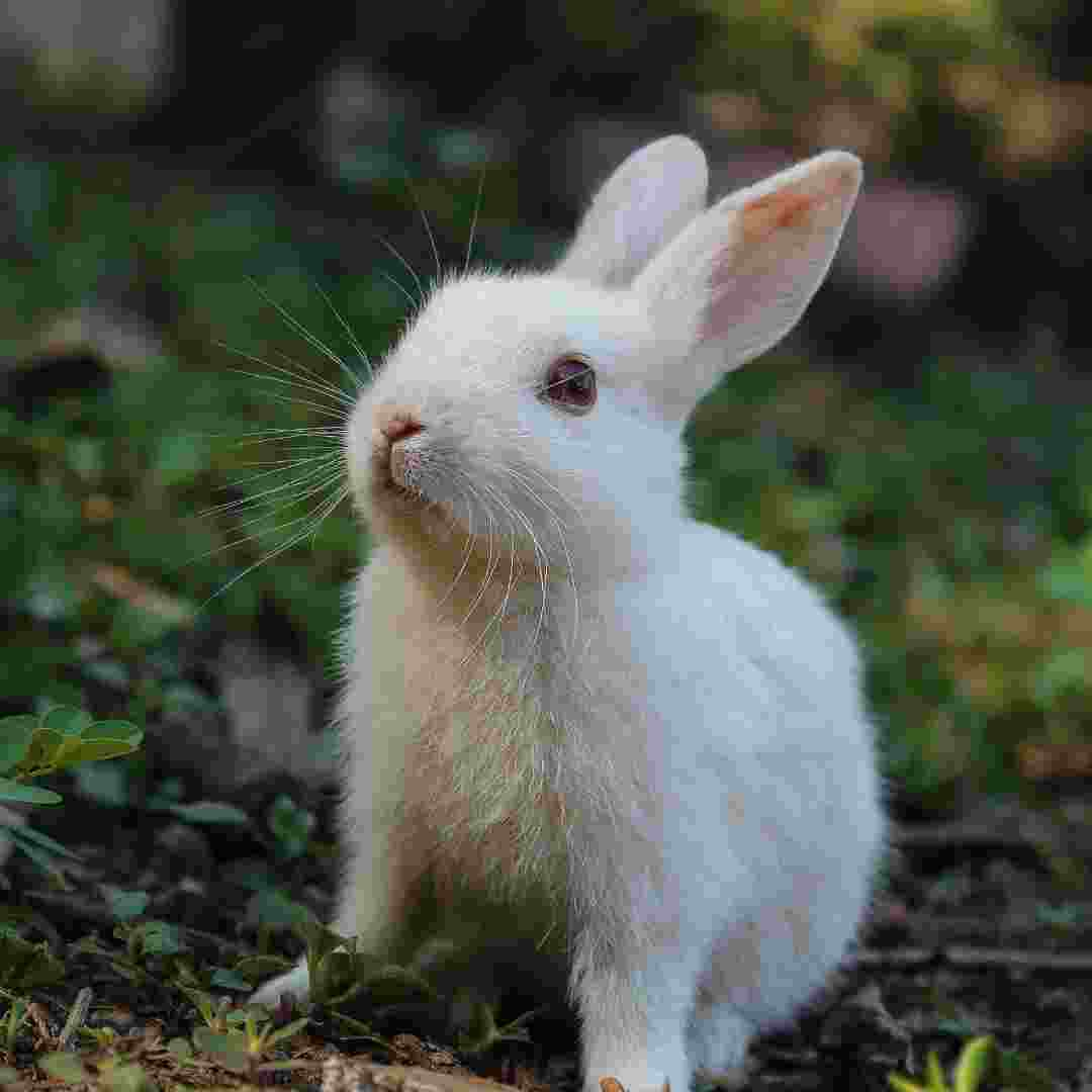 how to get rid of rabbit burrows