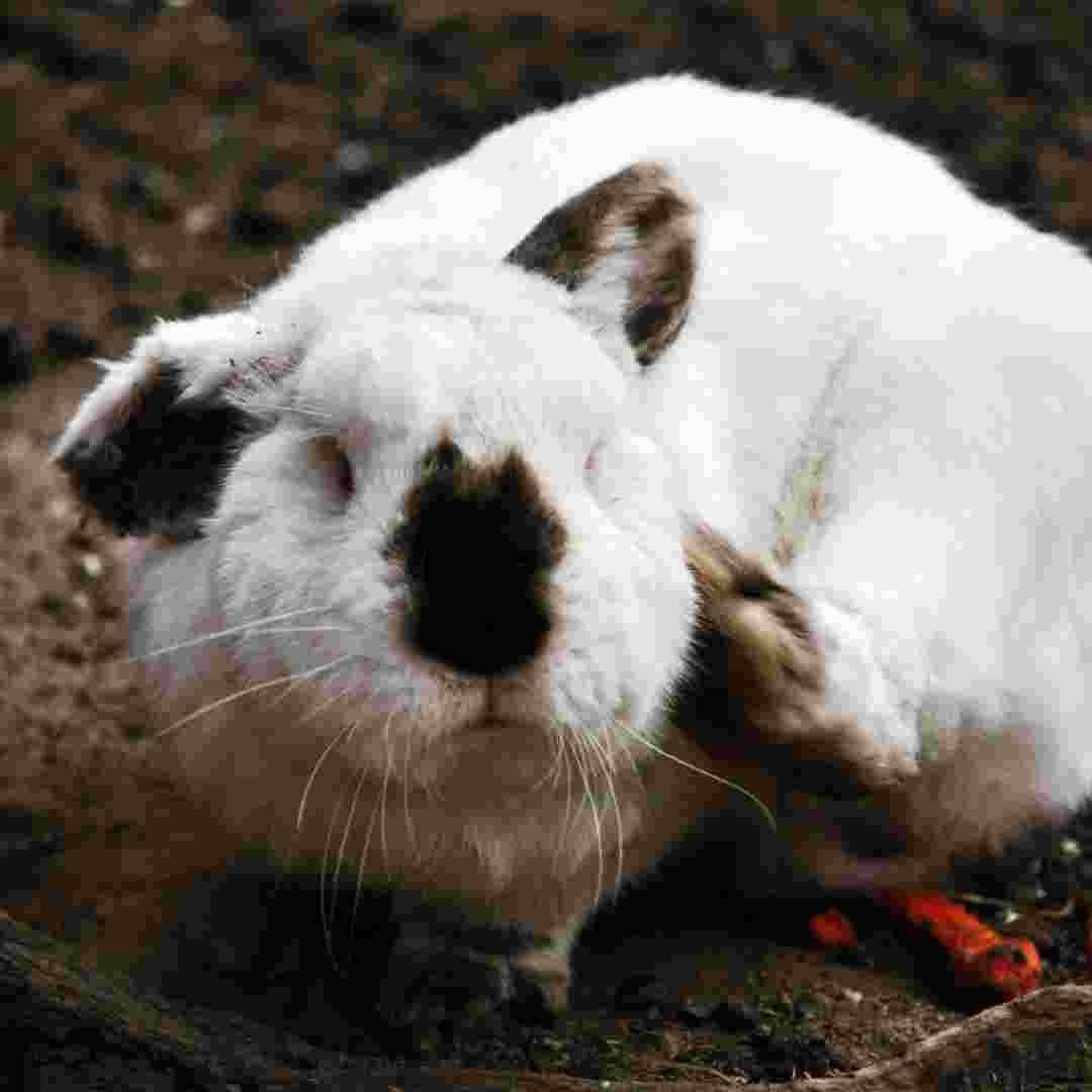 how to get rid of rabbit burrows