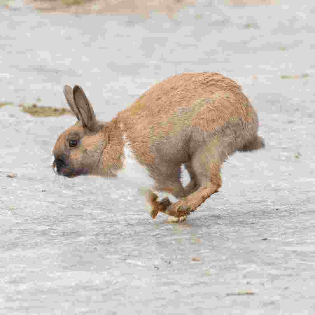 how to tell if rabbit is male or female