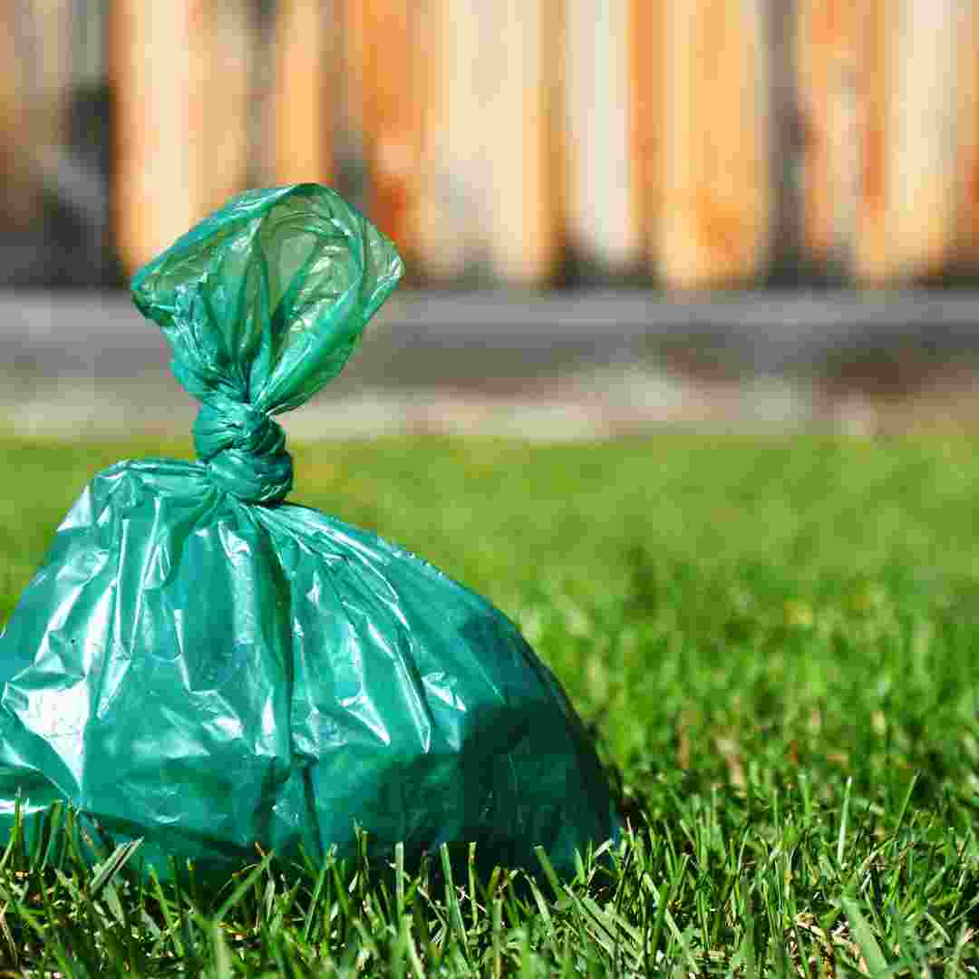 Effective Tips: How to Remove Rabbit Poop from Your Grass | Lawn Care Guide