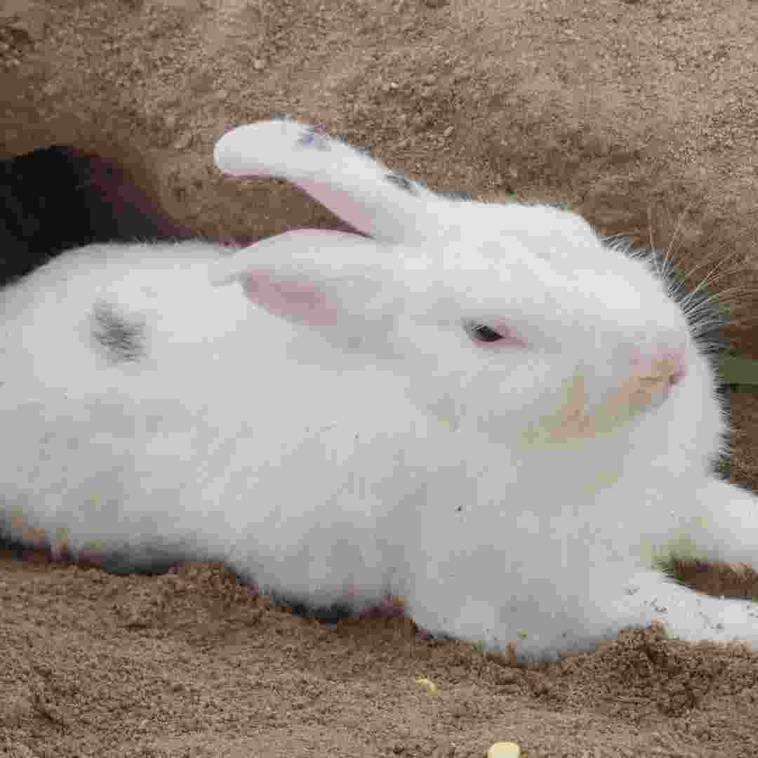 what happens when a rabbit dies