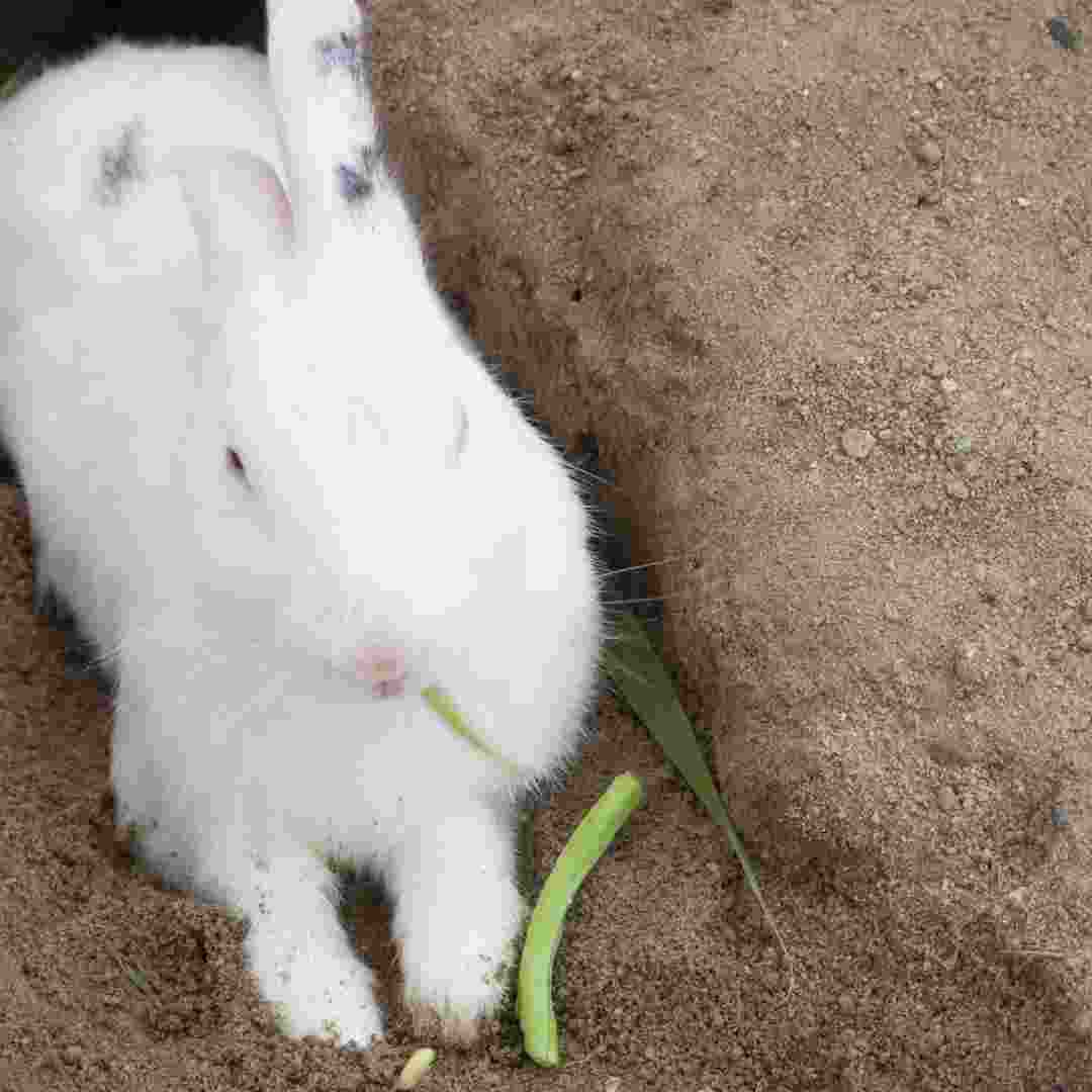 what to do if rabbit eats poisonous plant