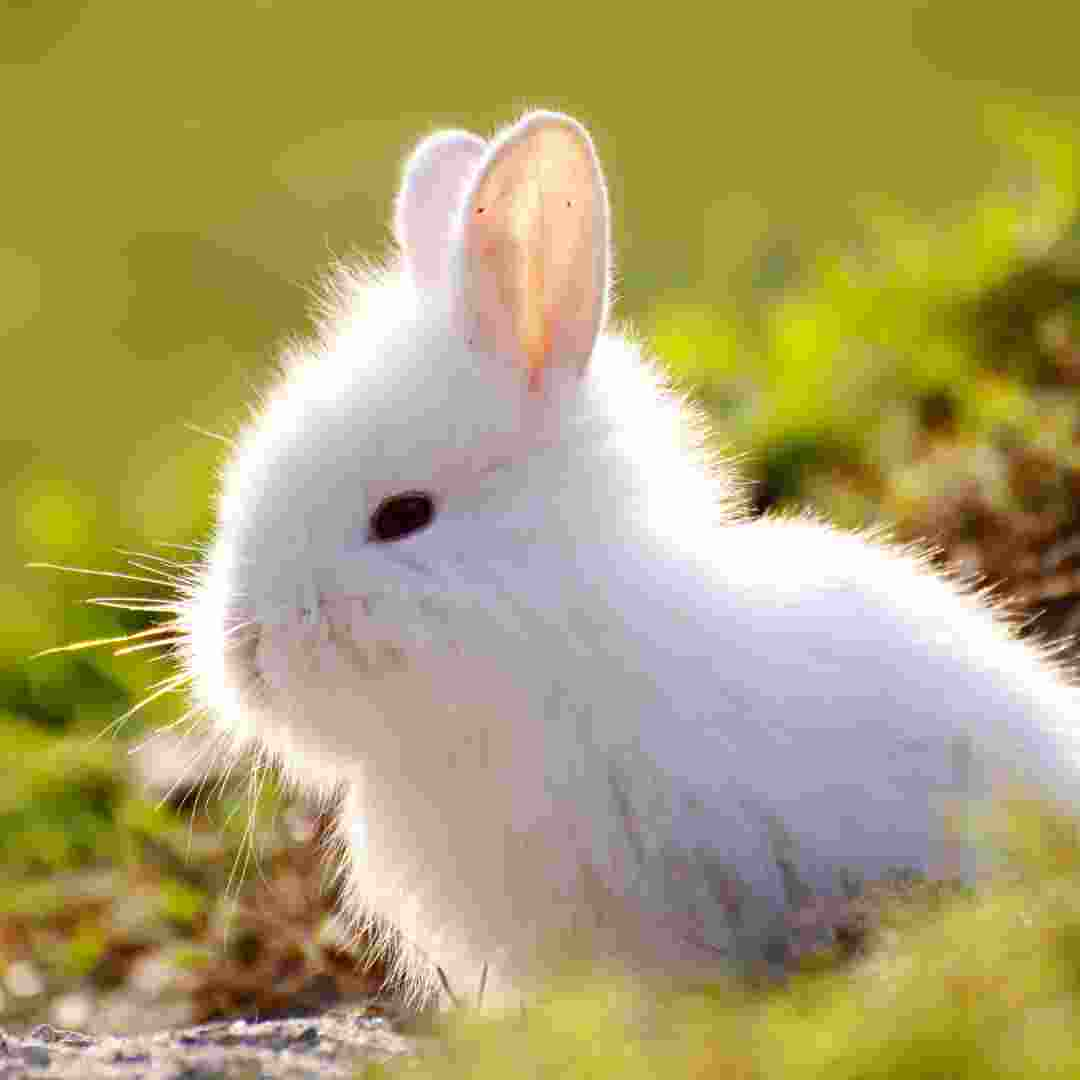 what to do if rabbit eats poisonous plant