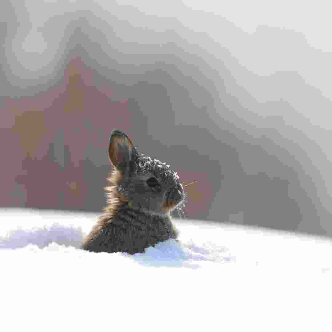 what to do if rabbit ears are cold