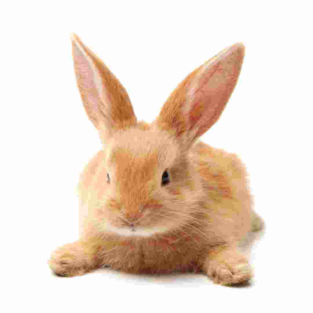 what to do if rabbit has diarrhea