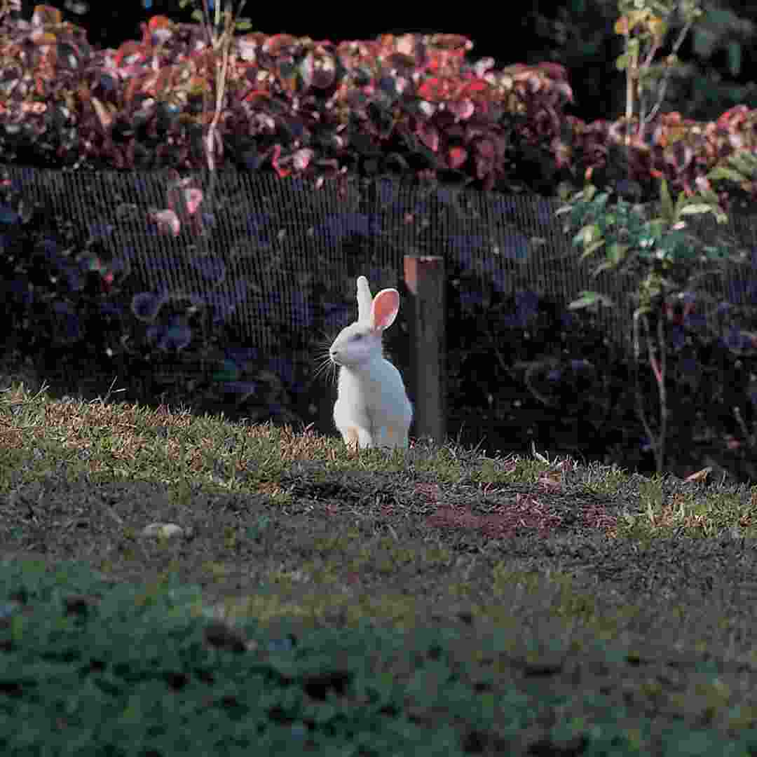 how to get rid of rabbit poop in yard