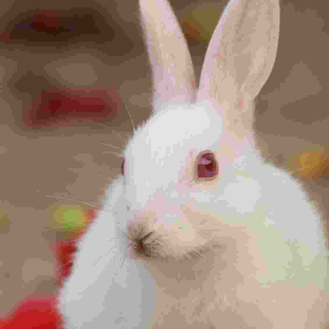 are rabbit urine harmful to humans