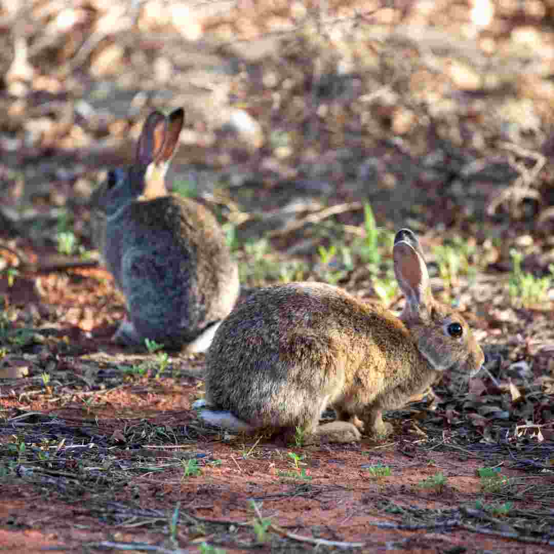 are rabbits introduced to australia