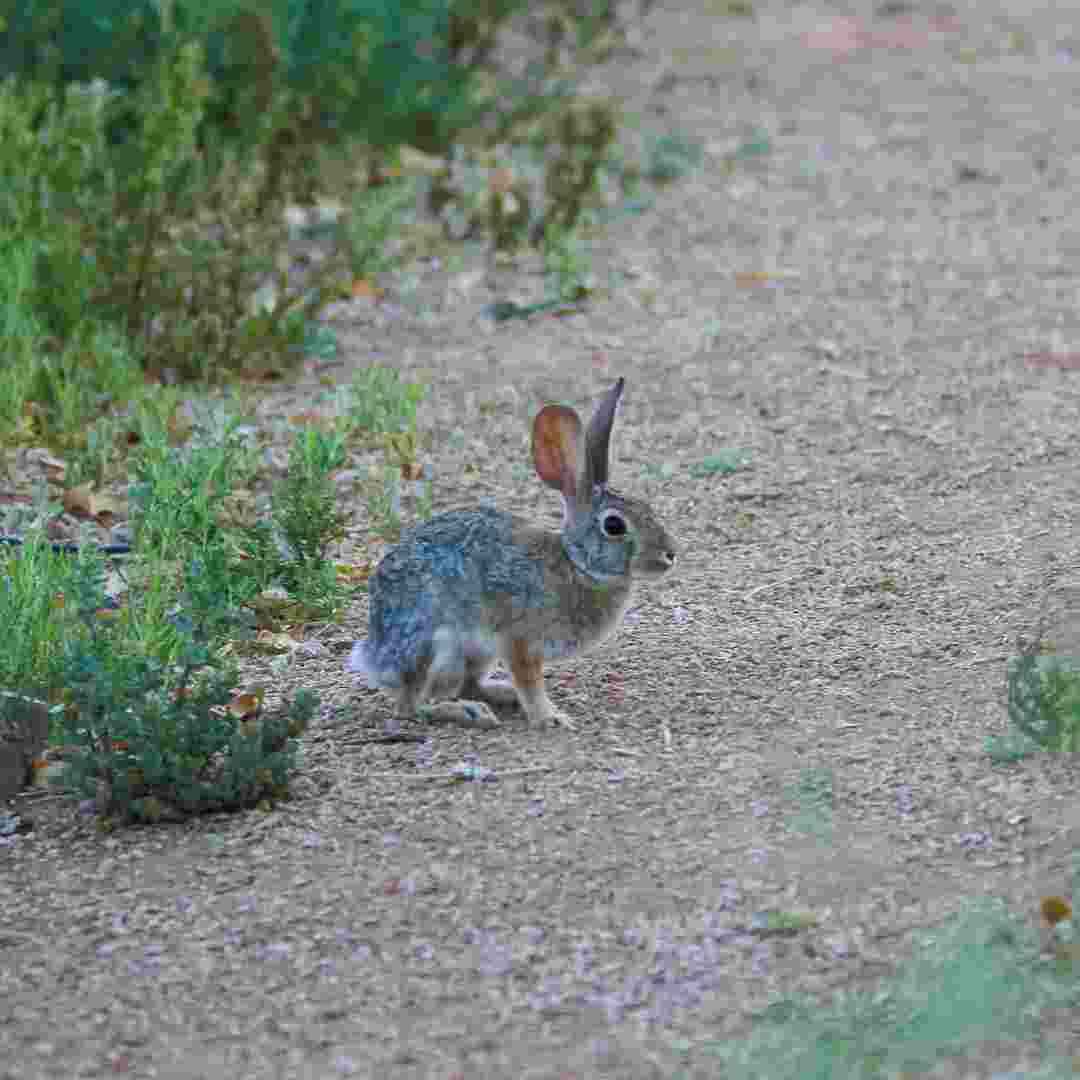 are rabbits introduced to australia