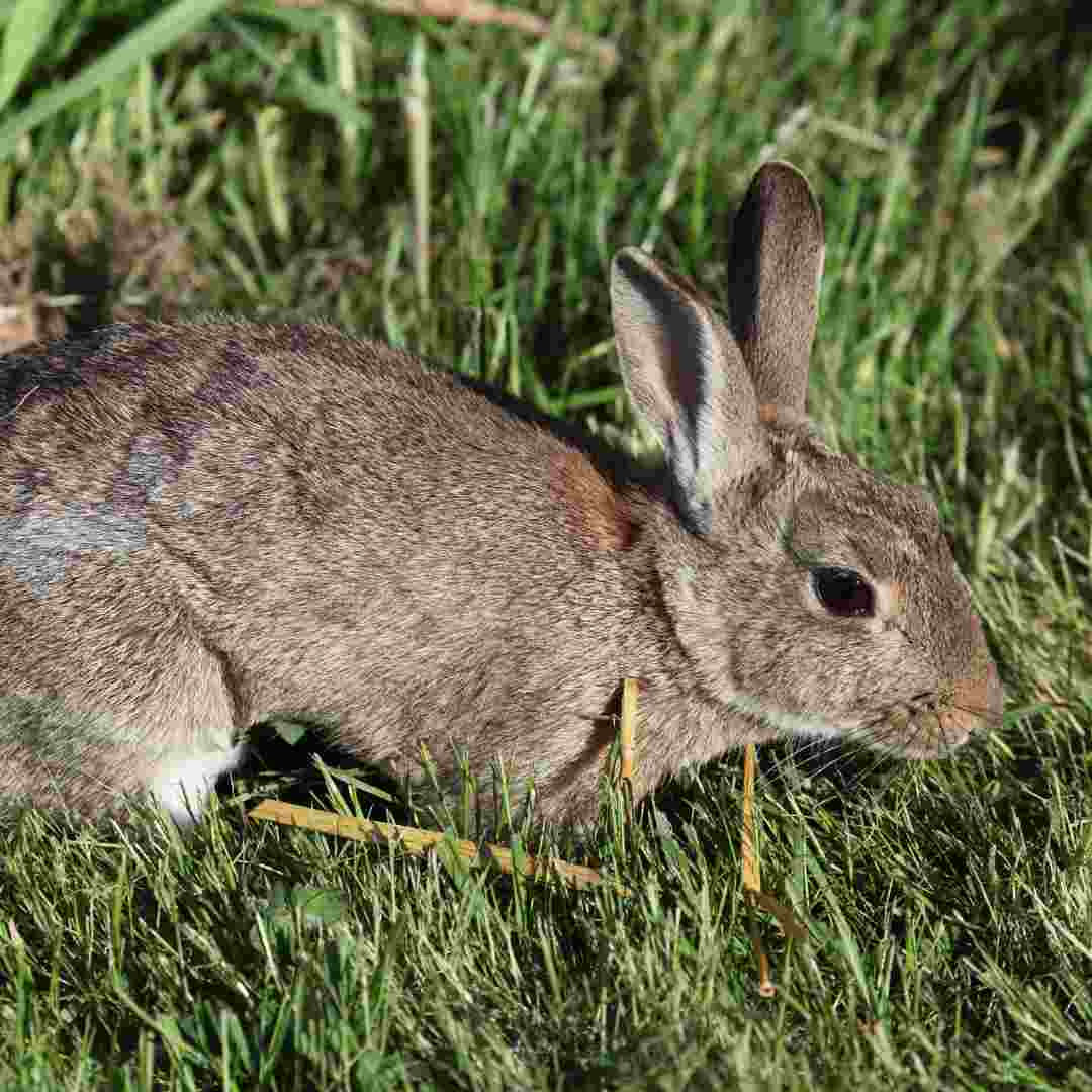 is rabbit low in phosphorus