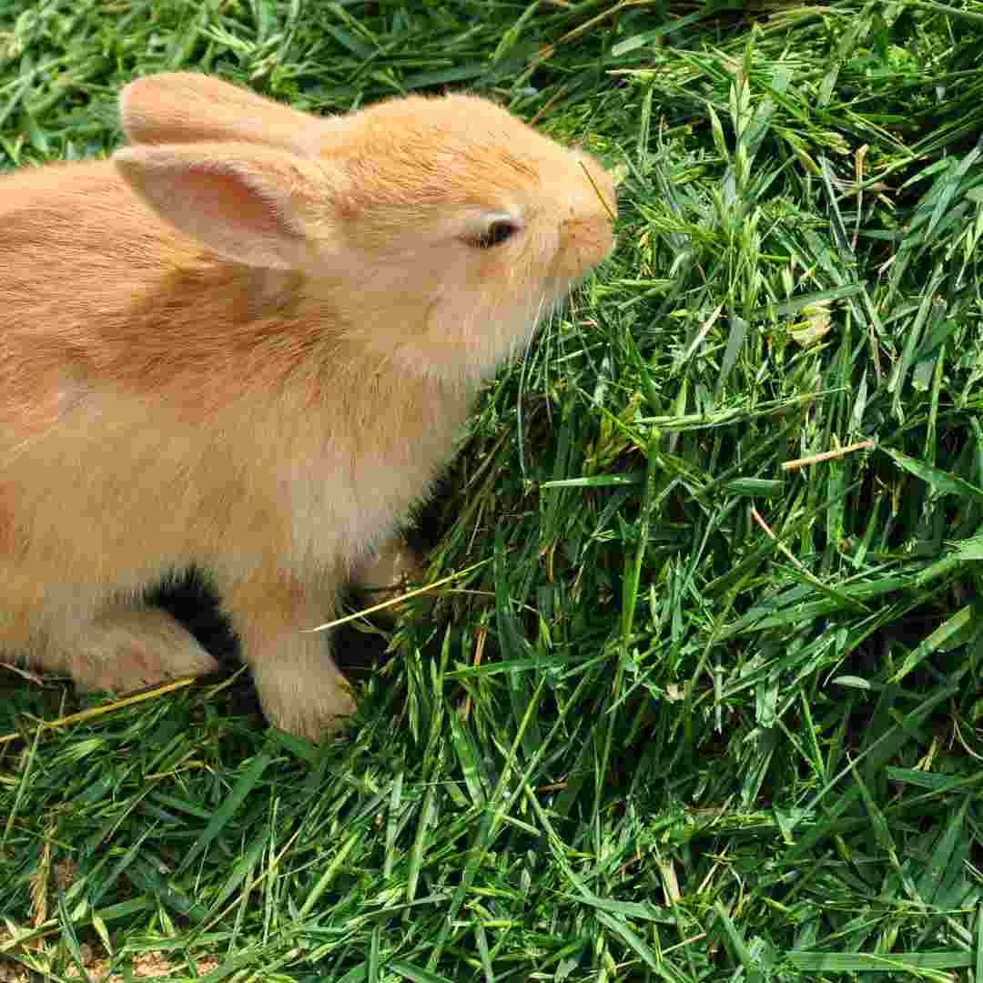 Exploring the Value: Is Rabbit Insurance Worth the Investment?