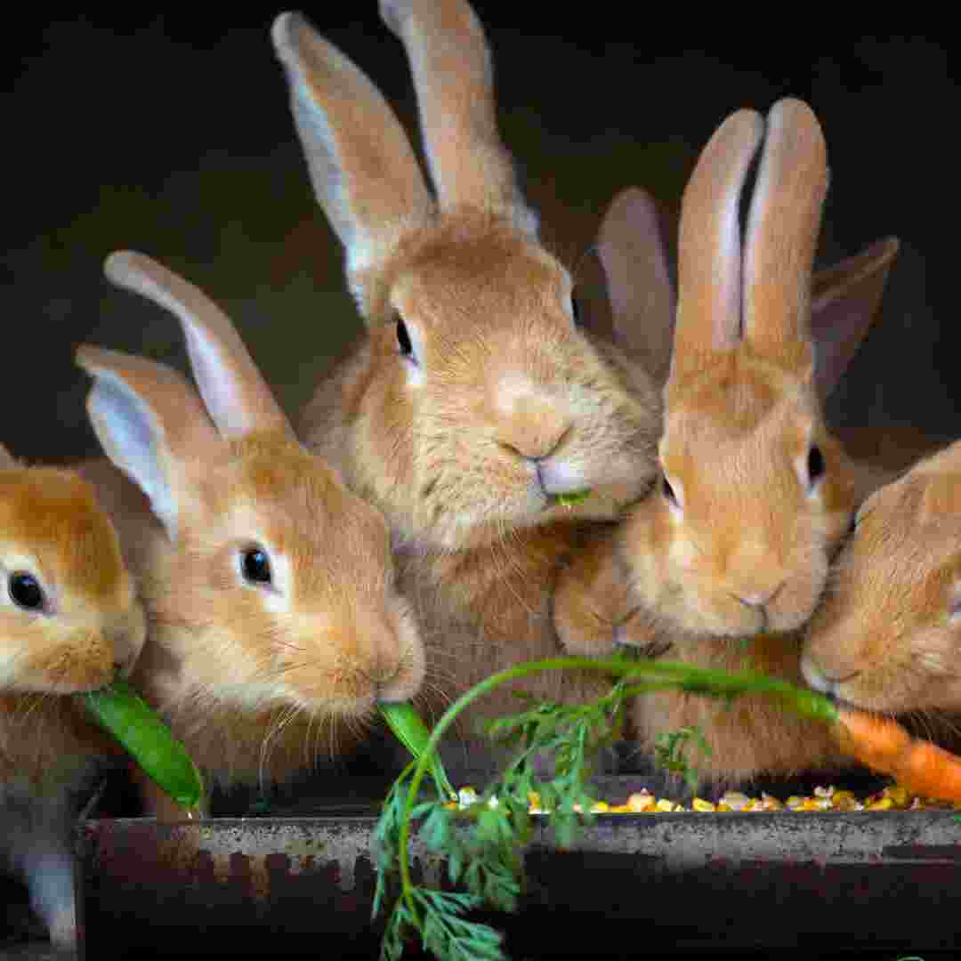 what keeps rabbits from eating plants