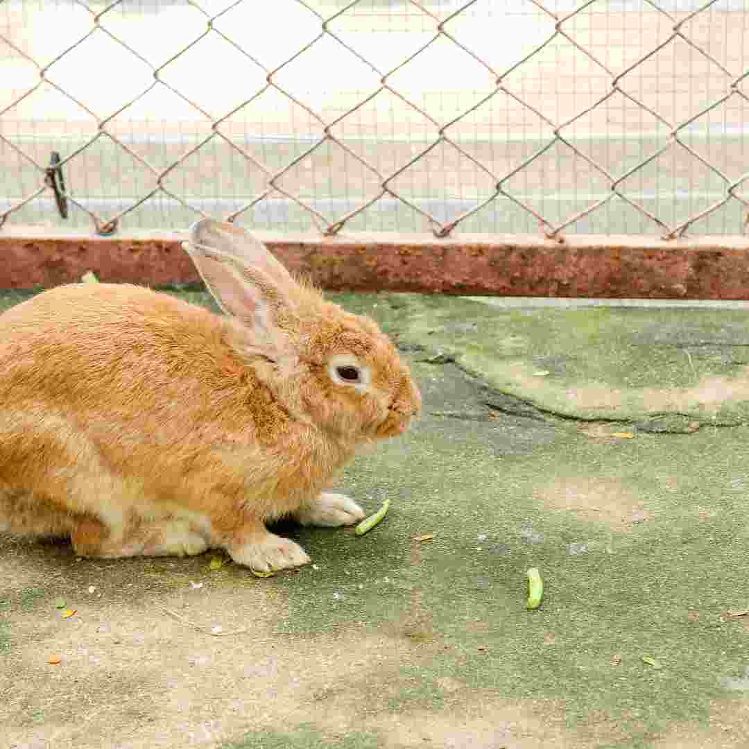 are rabbits native to north america