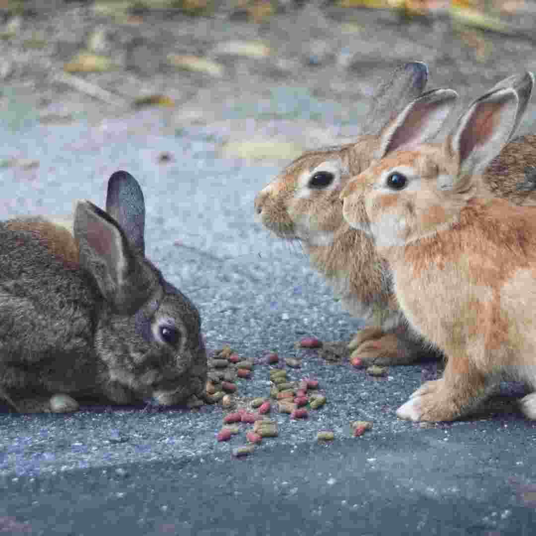 are rabbits native to north america