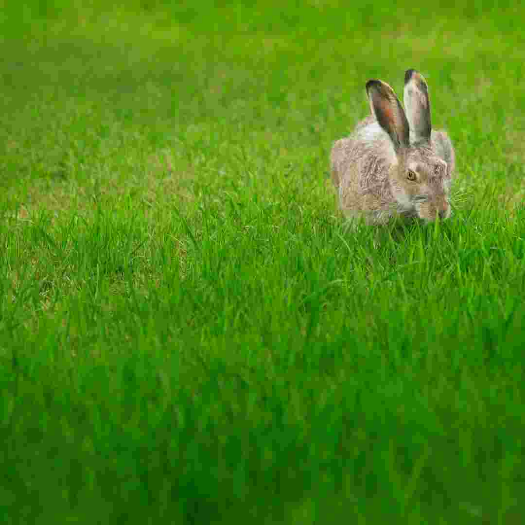 what keep rabbits out of your garden