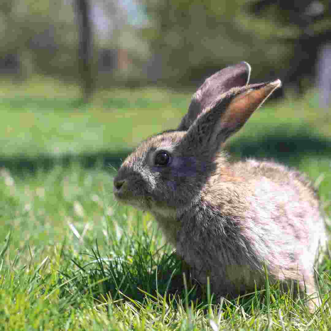 what keep rabbits out of your garden