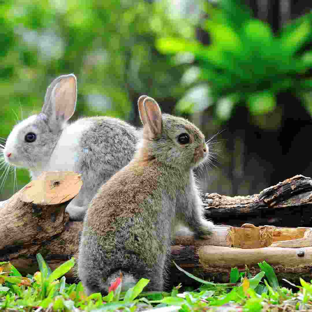 rabbit problem in australia video