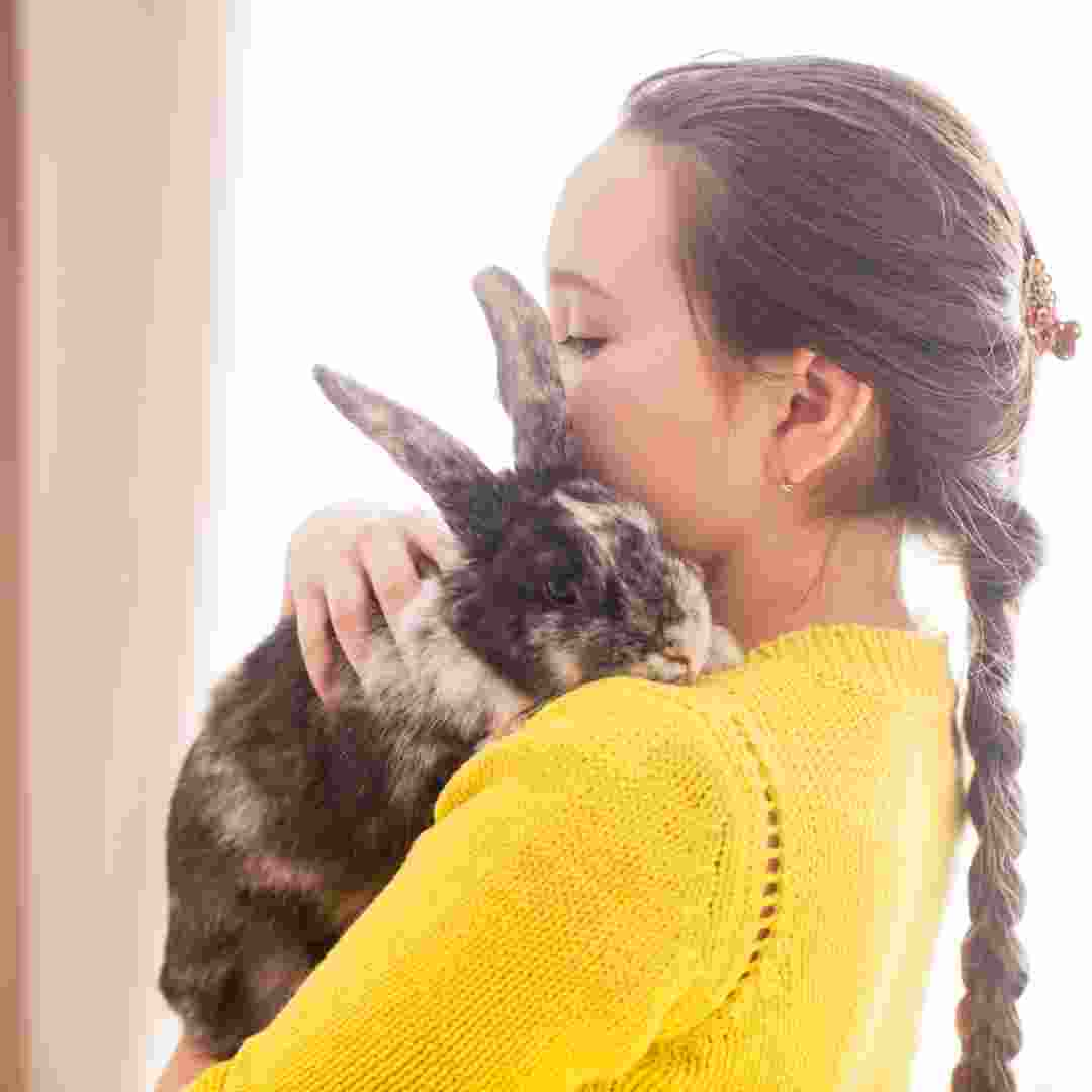 how to rabbit care