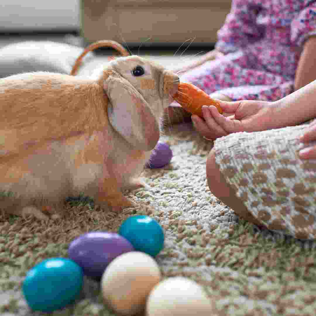 how to rabbit care