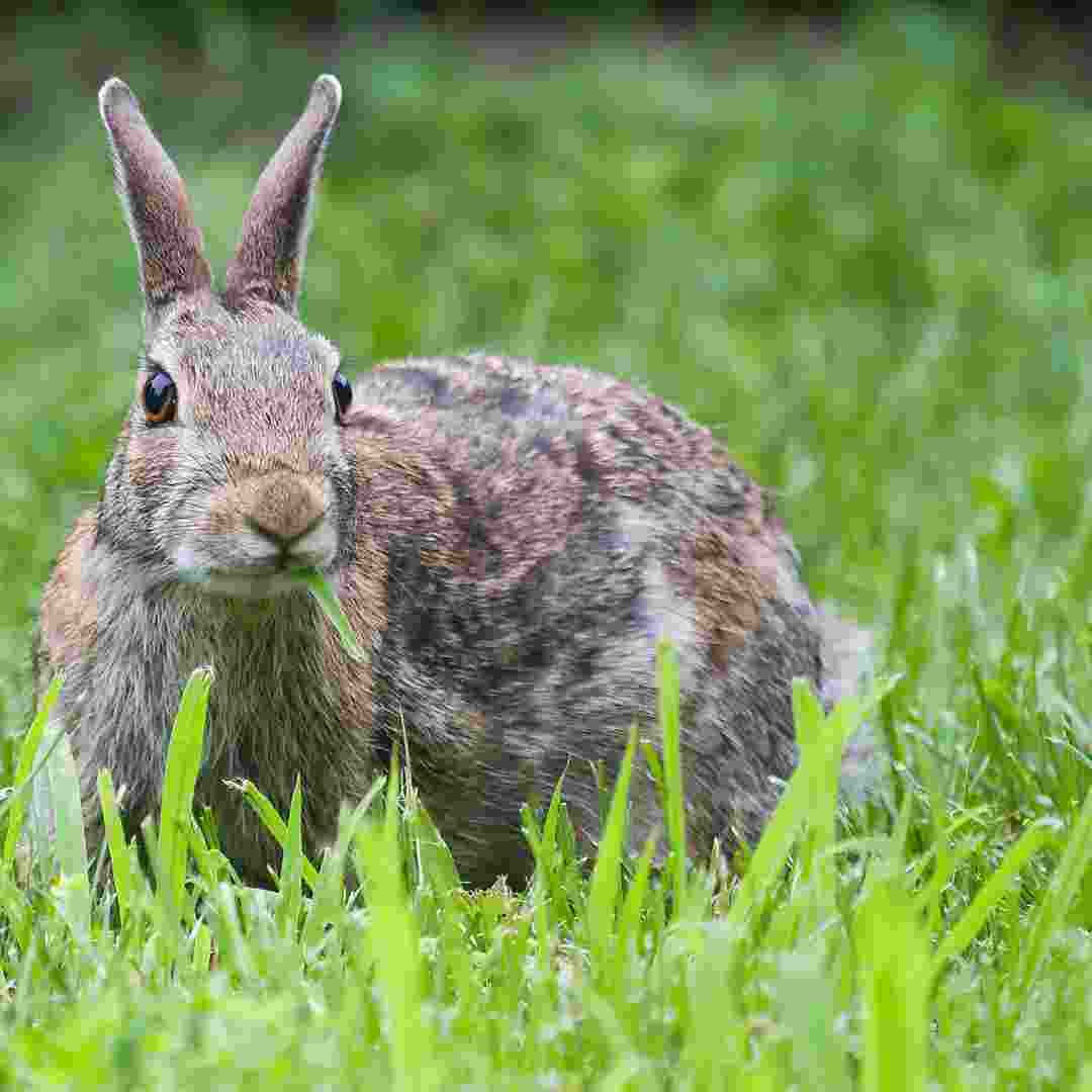 rabbit problem in garden