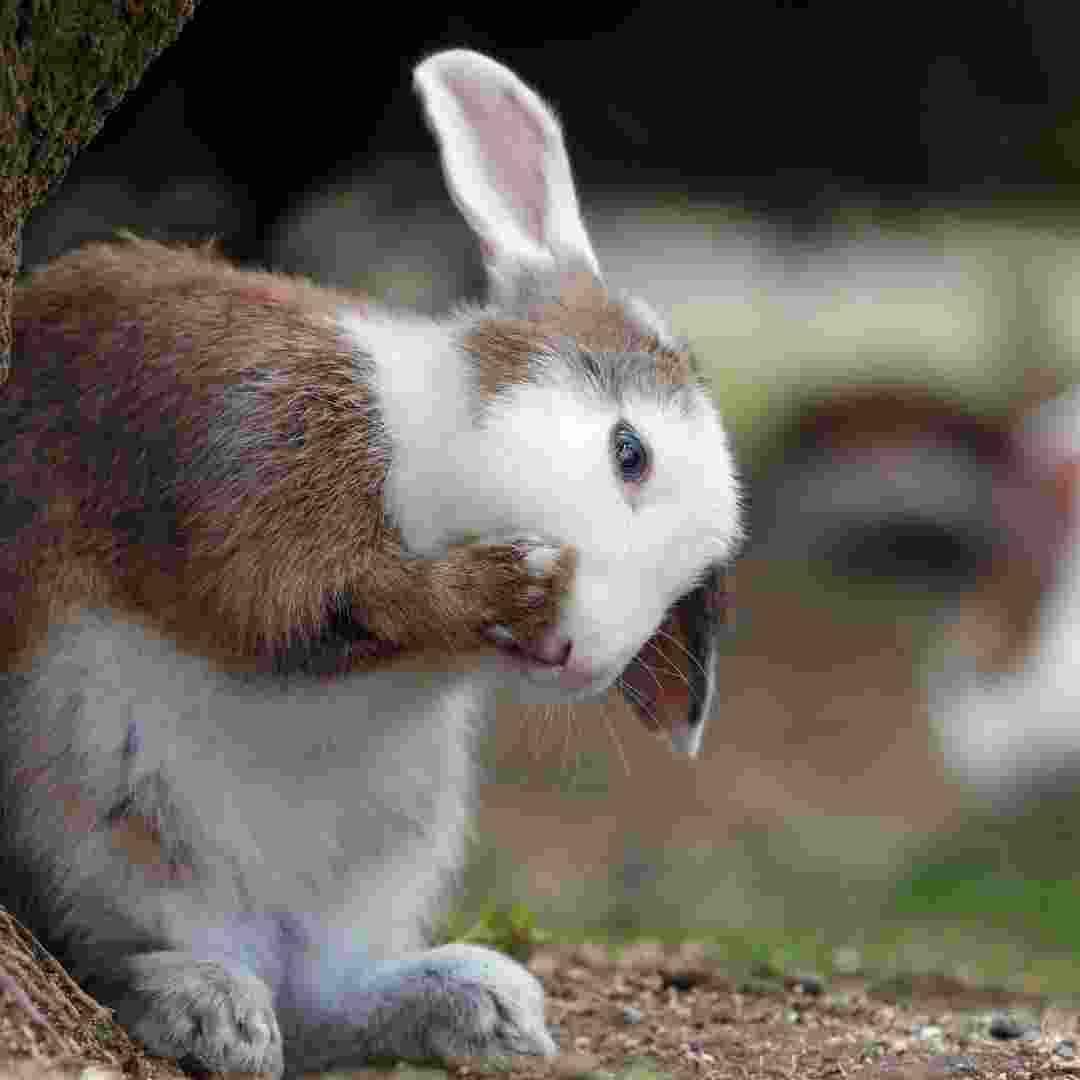 rabbit problem in garden