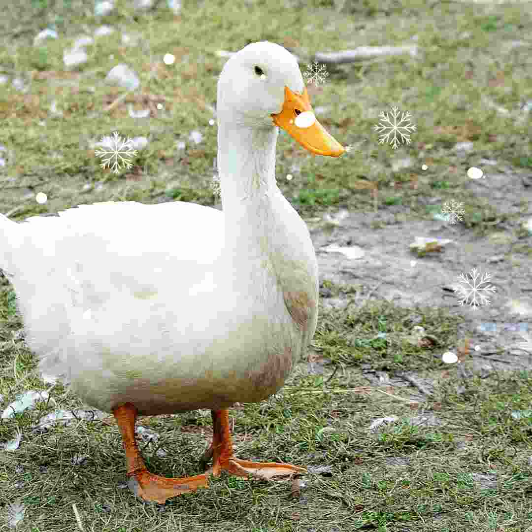 rabbit or duck meaning