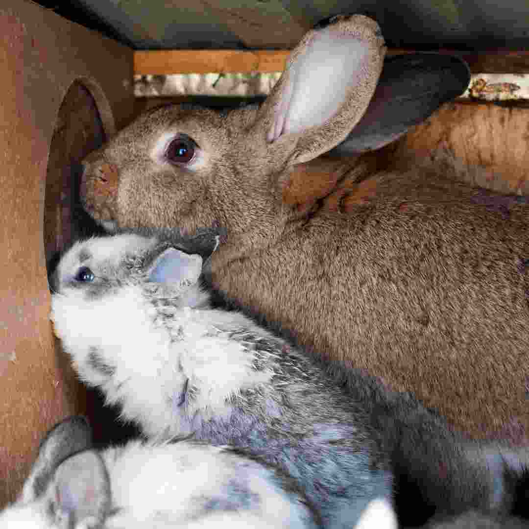 diy rabbit nesting box