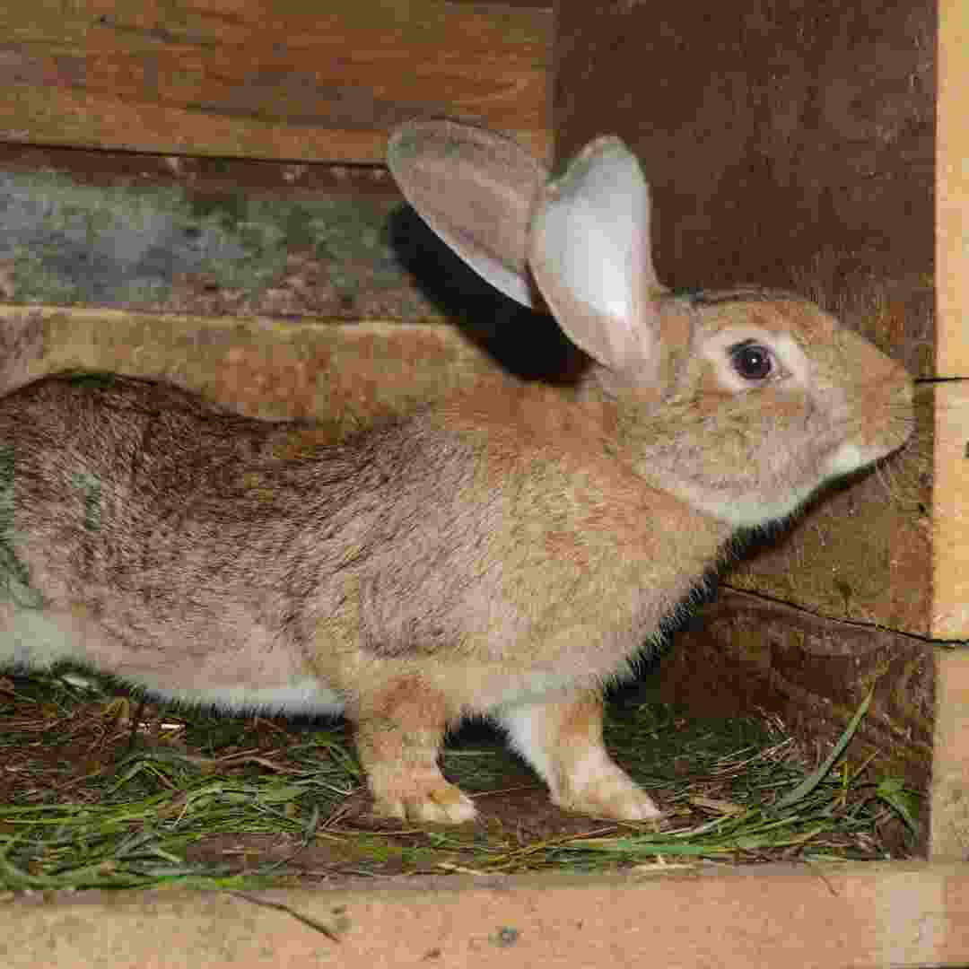 diy rabbit nesting box