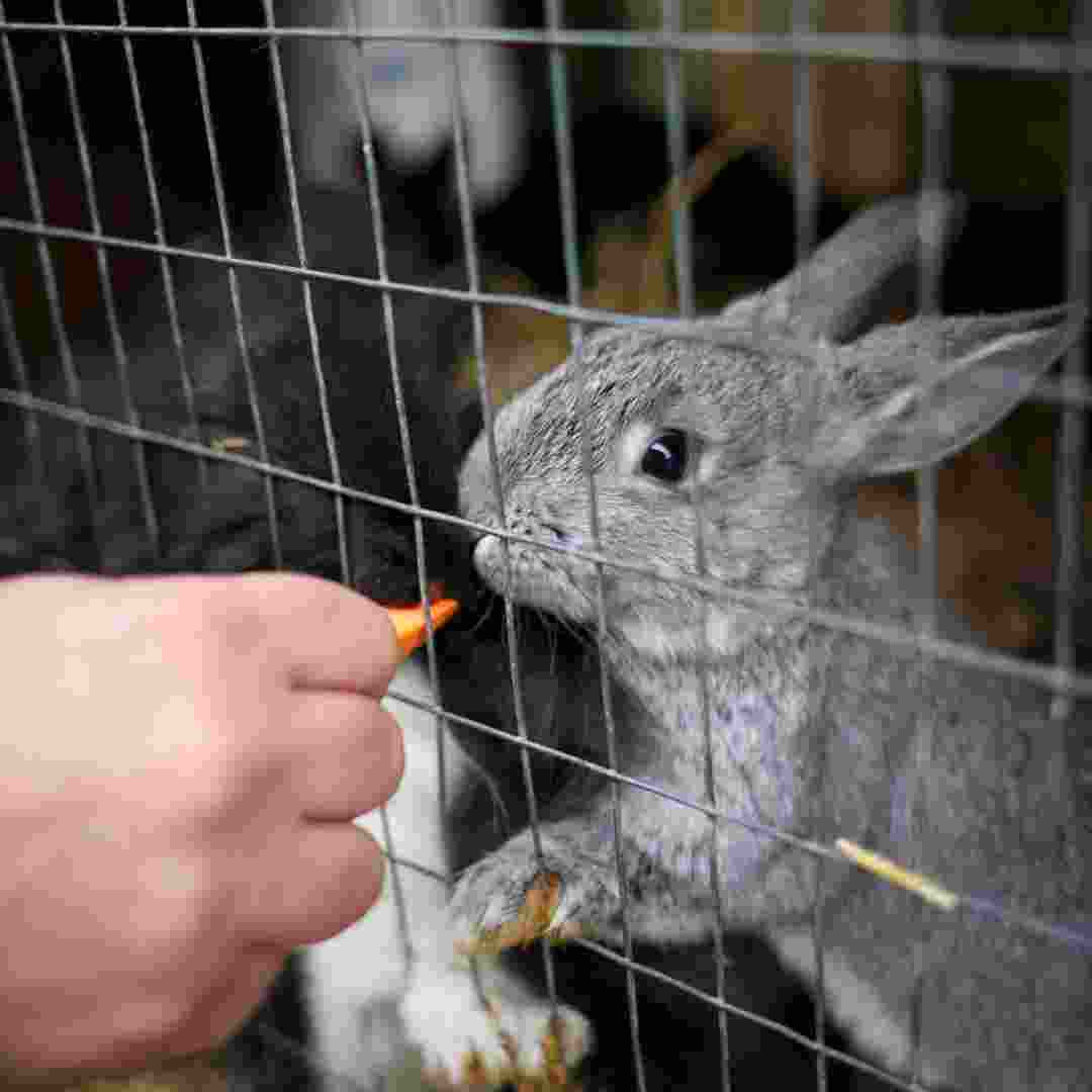 what rabbits have antlers