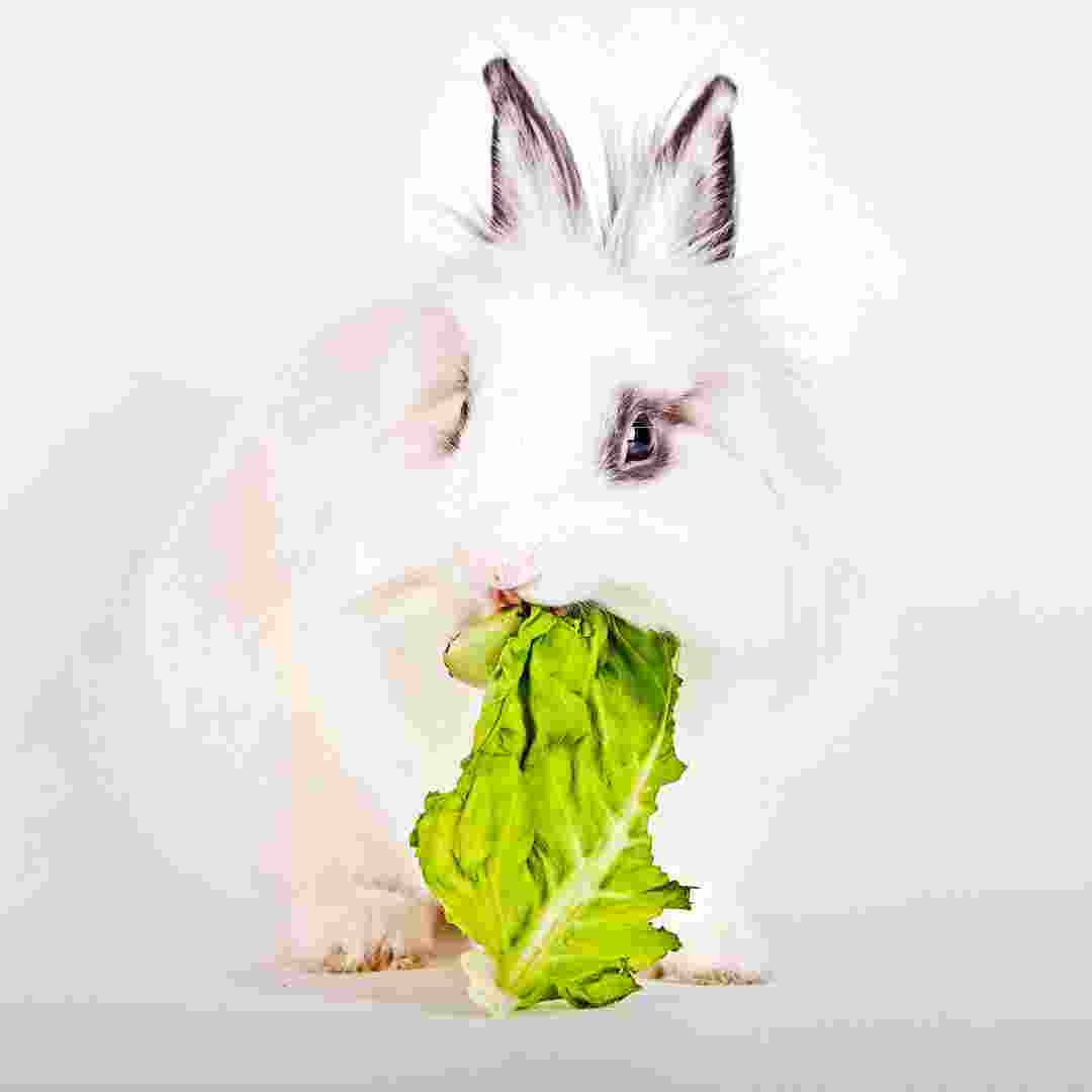 what greens rabbits can eat