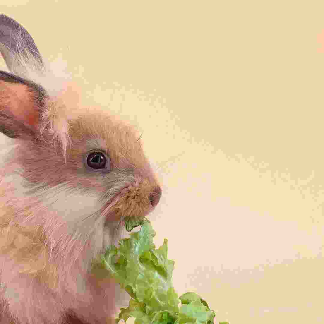 what greens rabbits can eat