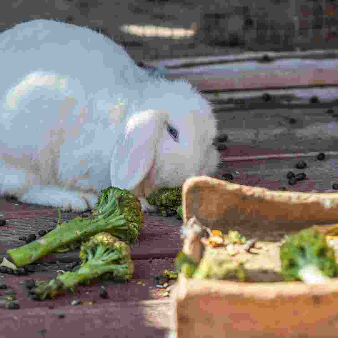 diy rabbit hay feeder