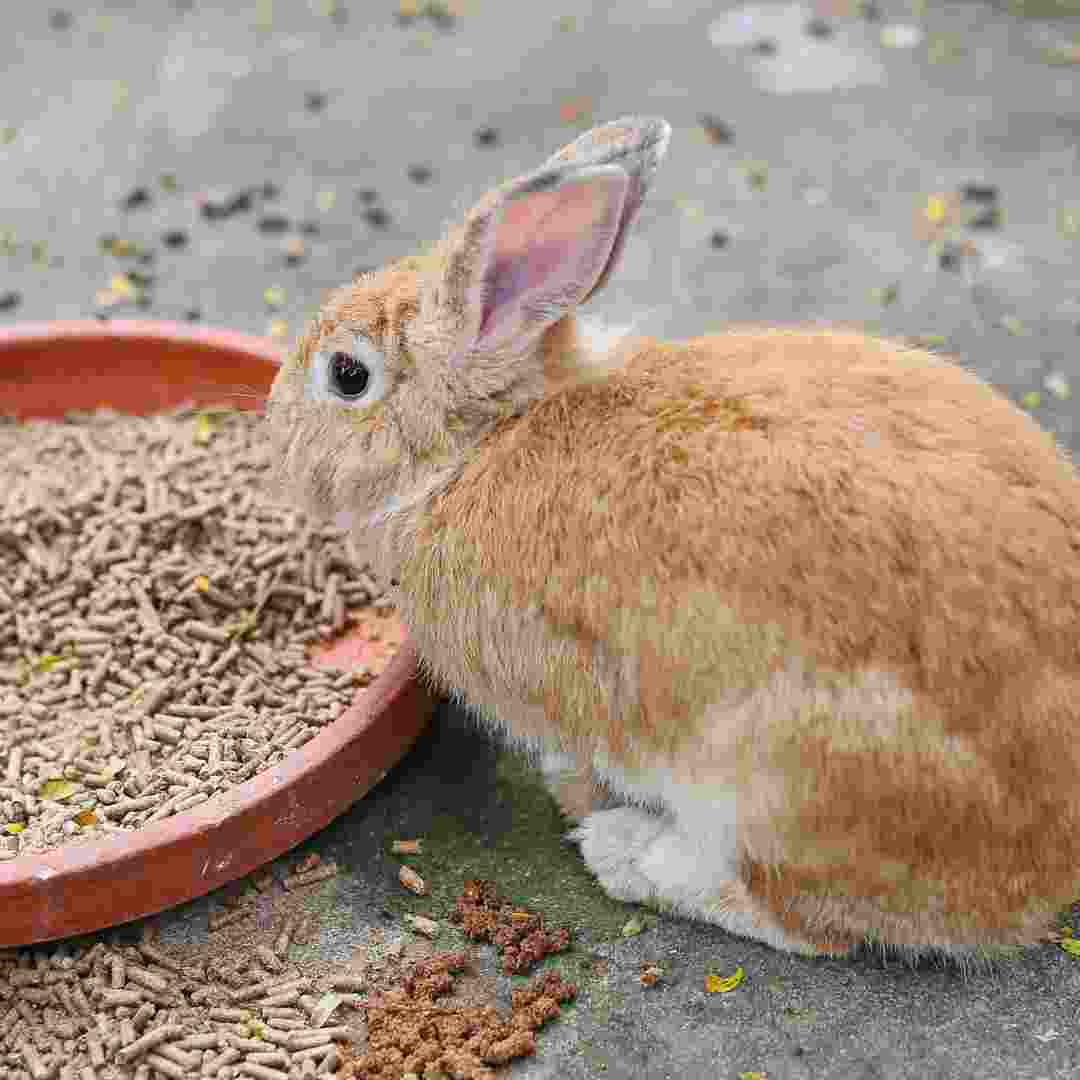 diy rabbit hay feeder