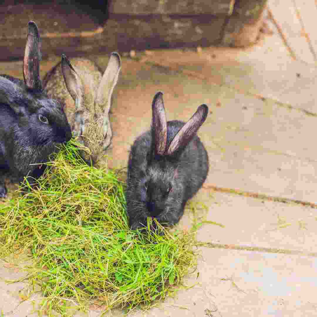 book club questions for rabbit hutch