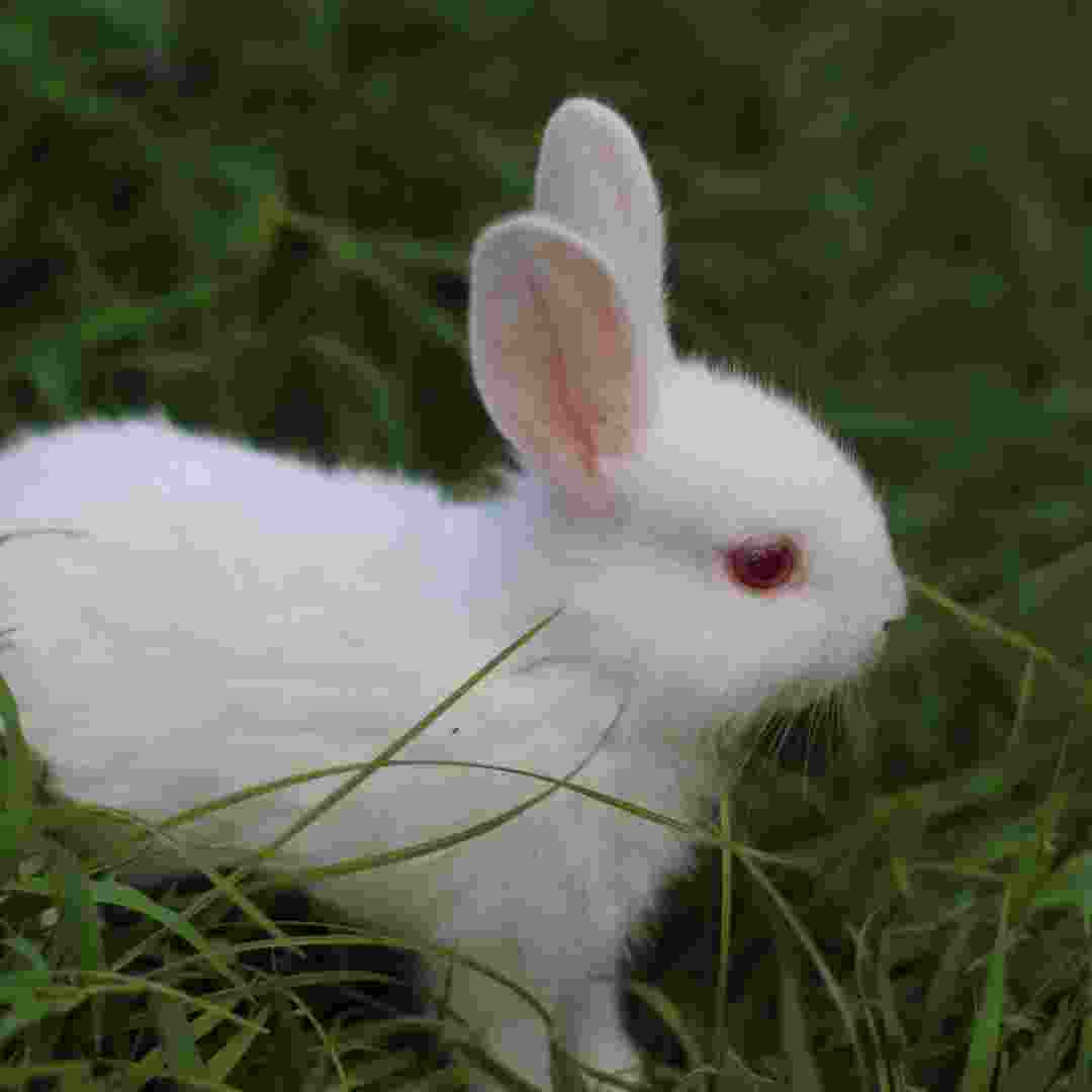 rabbit problem in yard