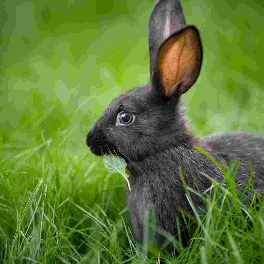 what rabbit has the biggest ears